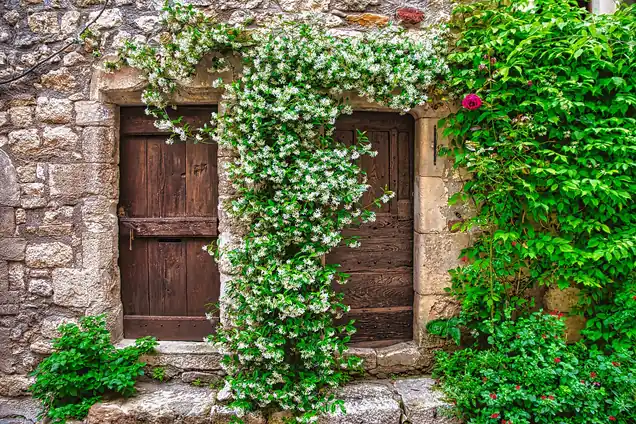 Dos puertas antiguas de madera, cerradas, en una fachada de piedra cubierta en parte por un jazmín de flores blancas y un rosal trepador